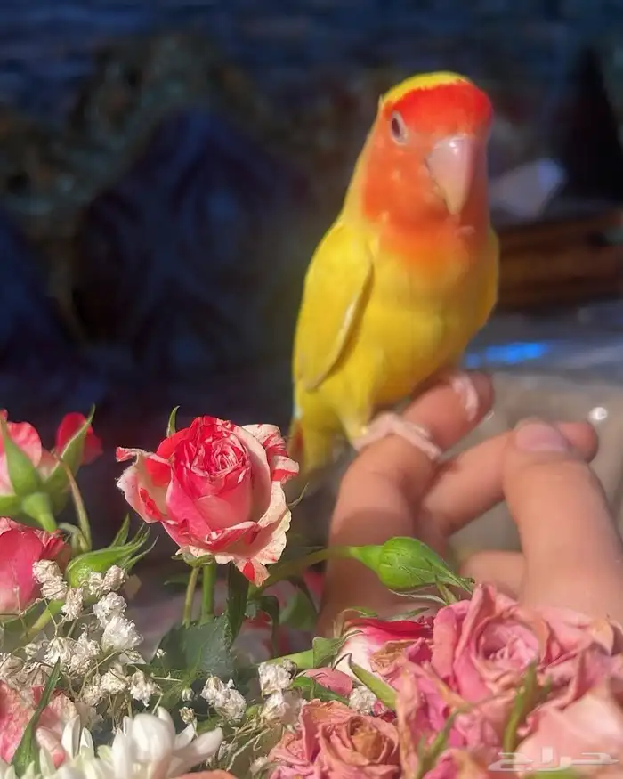 للبيع ببغاء الروز الأليف 6