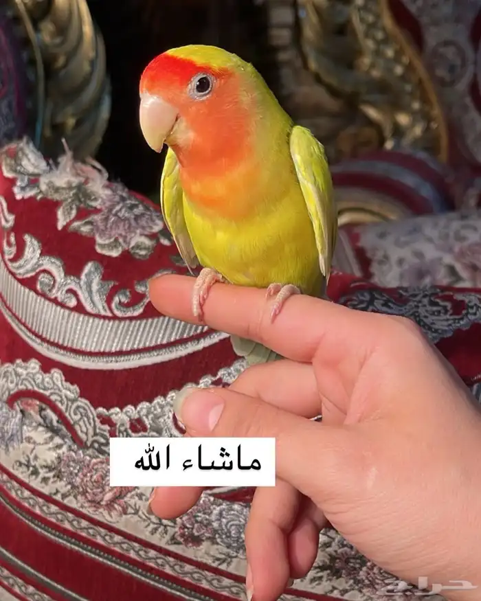 للبيع ببغاء الروز الأليف 2