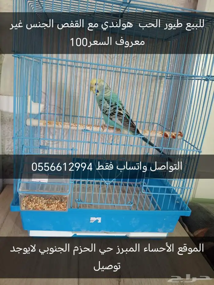 للبيع انثى منتج 0