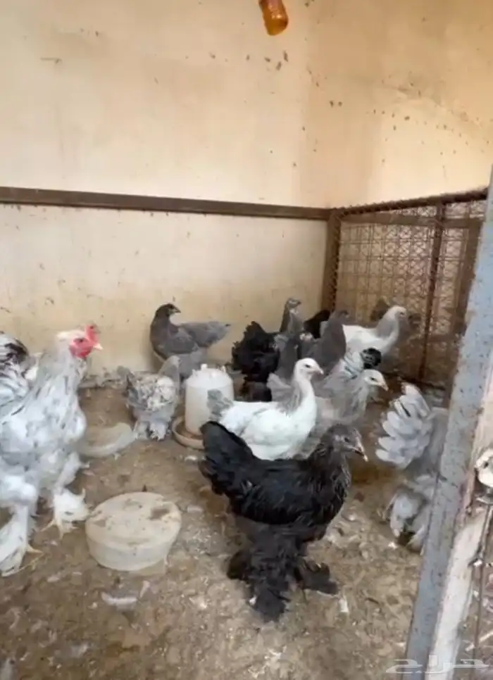 للبيع مجموعة براهما كولمبي وامريكي فروخ اعمارهم من 4 إلى 7 ا 3
