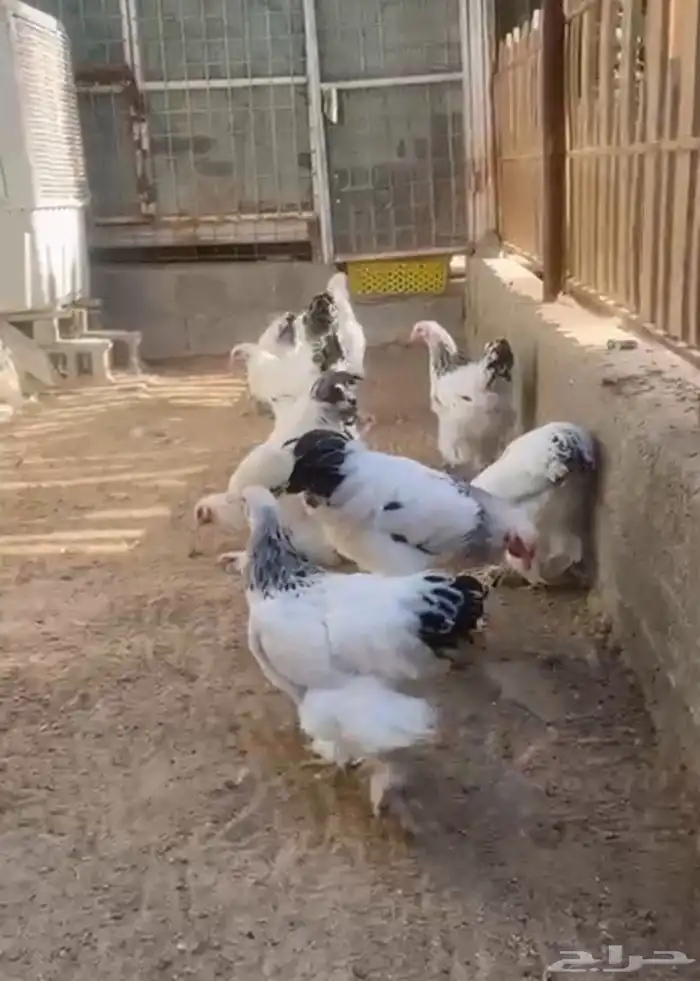 للبيع مجموعة براهما كولمبي وامريكي فروخ اعمارهم من 4 إلى 7 ا 1
