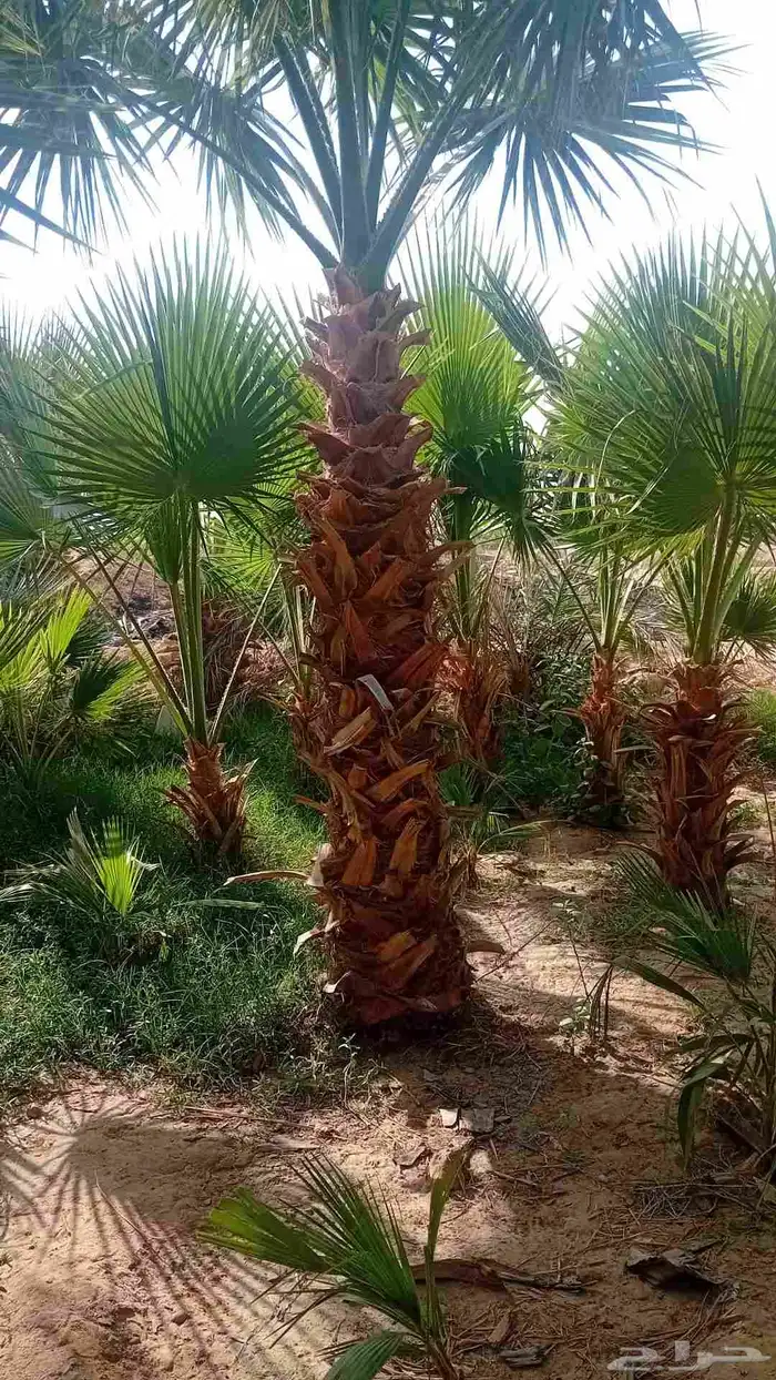 نخل واشنطنيا زينه 4