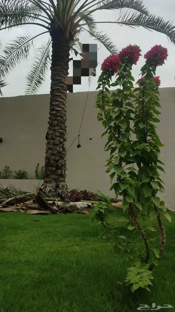 عمال تكريب وتنظيف وشغل النخل بشكل عام 0