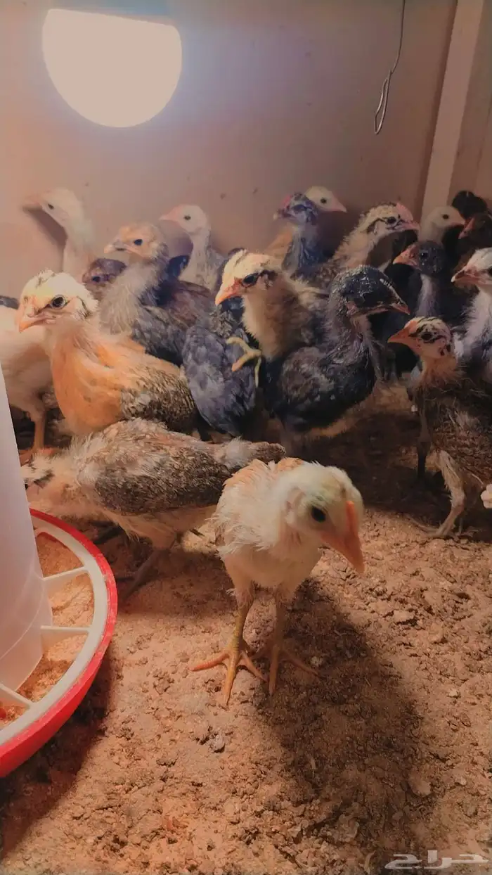 صوص دجاج بلدي 6