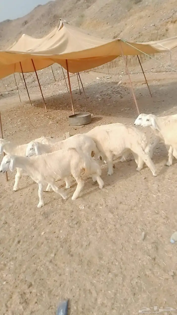 طليان حريات العديد 7 منها 3 اناثي سليمه من الأمراض شرط ا 1