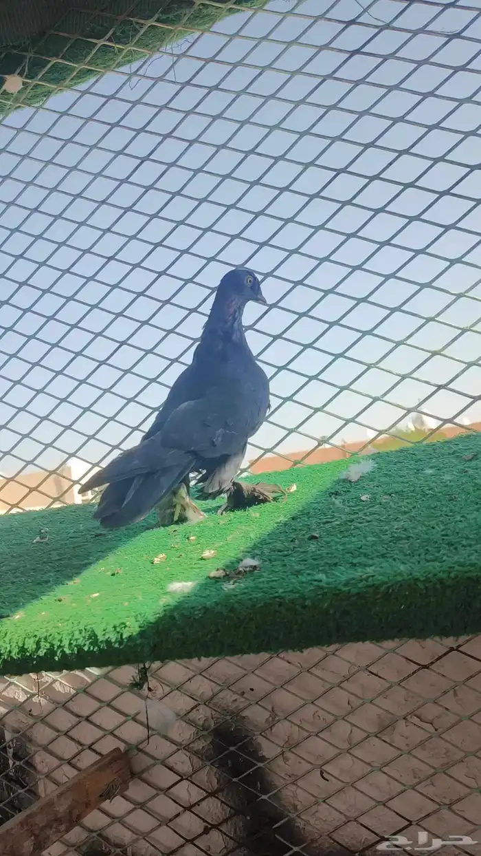 حمام شامي 8