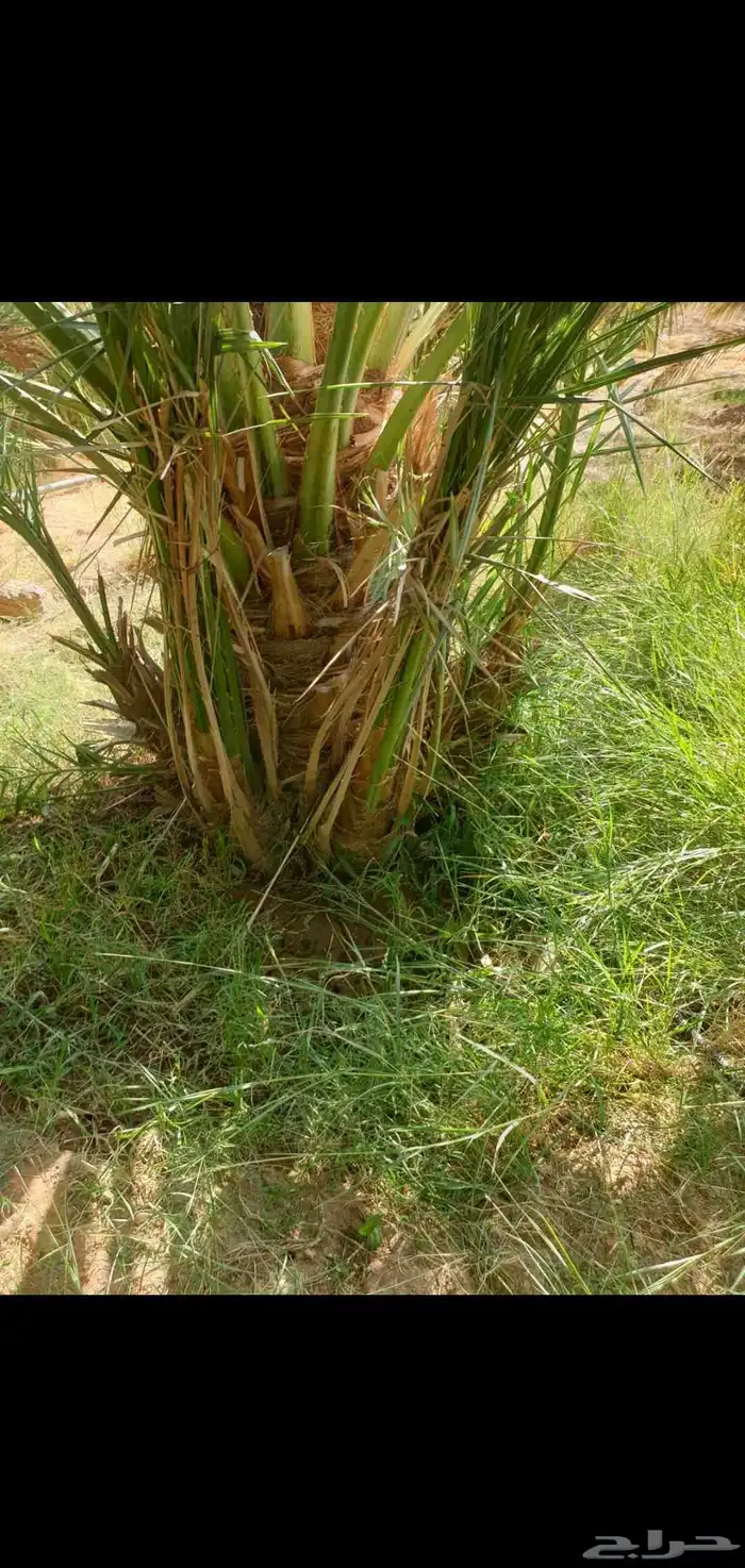 صنو ربيعة احجام مختلفه بعضها يطلع وبعضها صغار 0