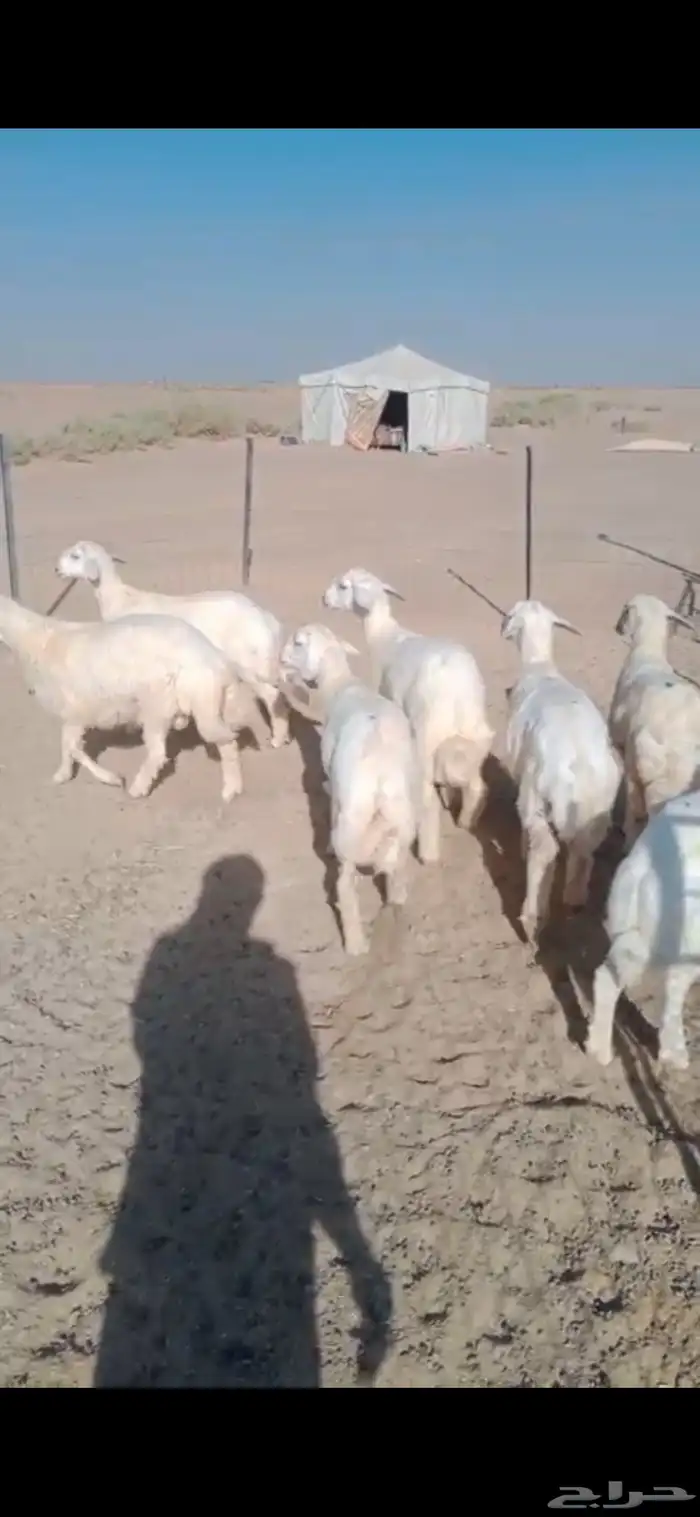 بهم حري العدد 6 الأعمار 5 شهور 2