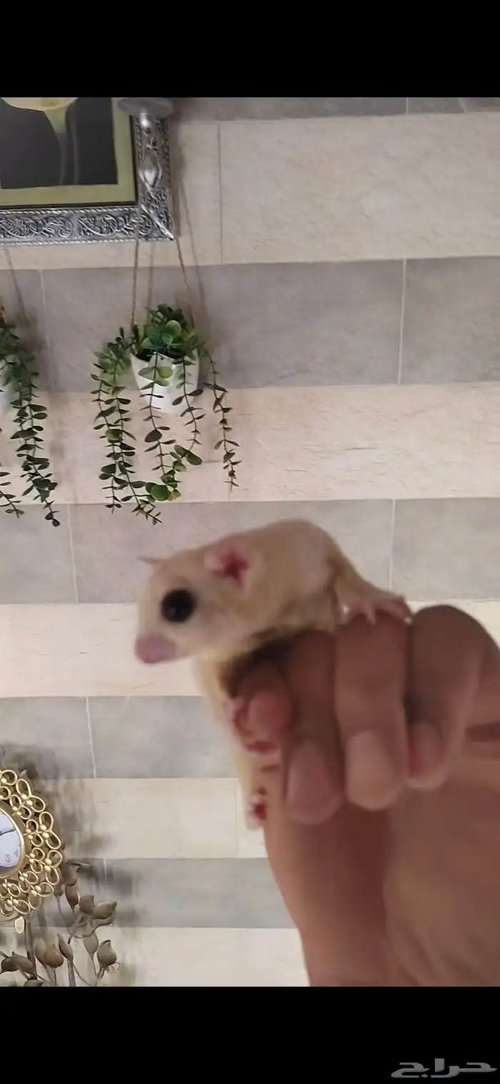 ااسنجاب الطائر 1