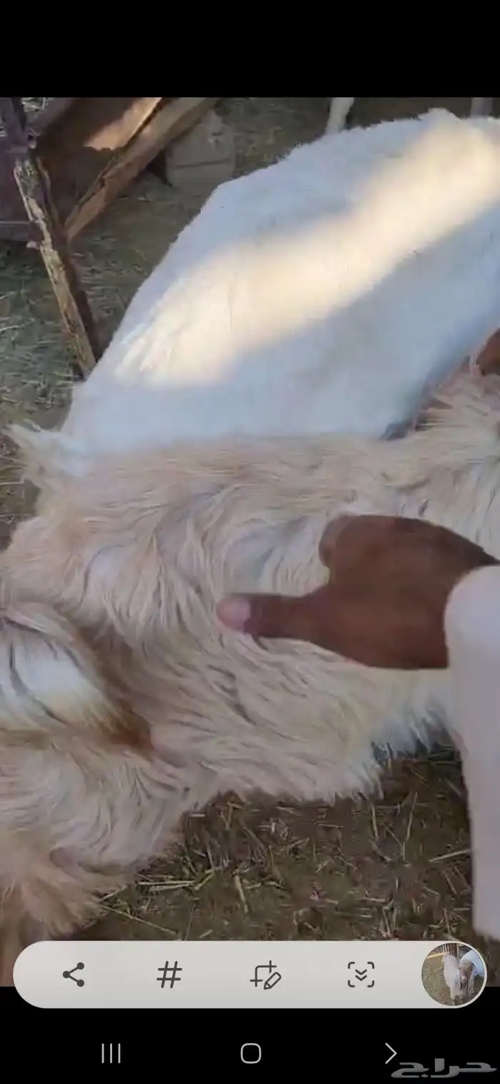 جفر ماعز عارضي شكر فل عمره فوق سته شهور يسن الفحل 1