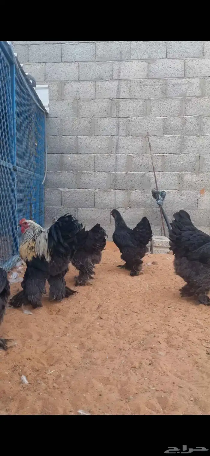 براهما 0
