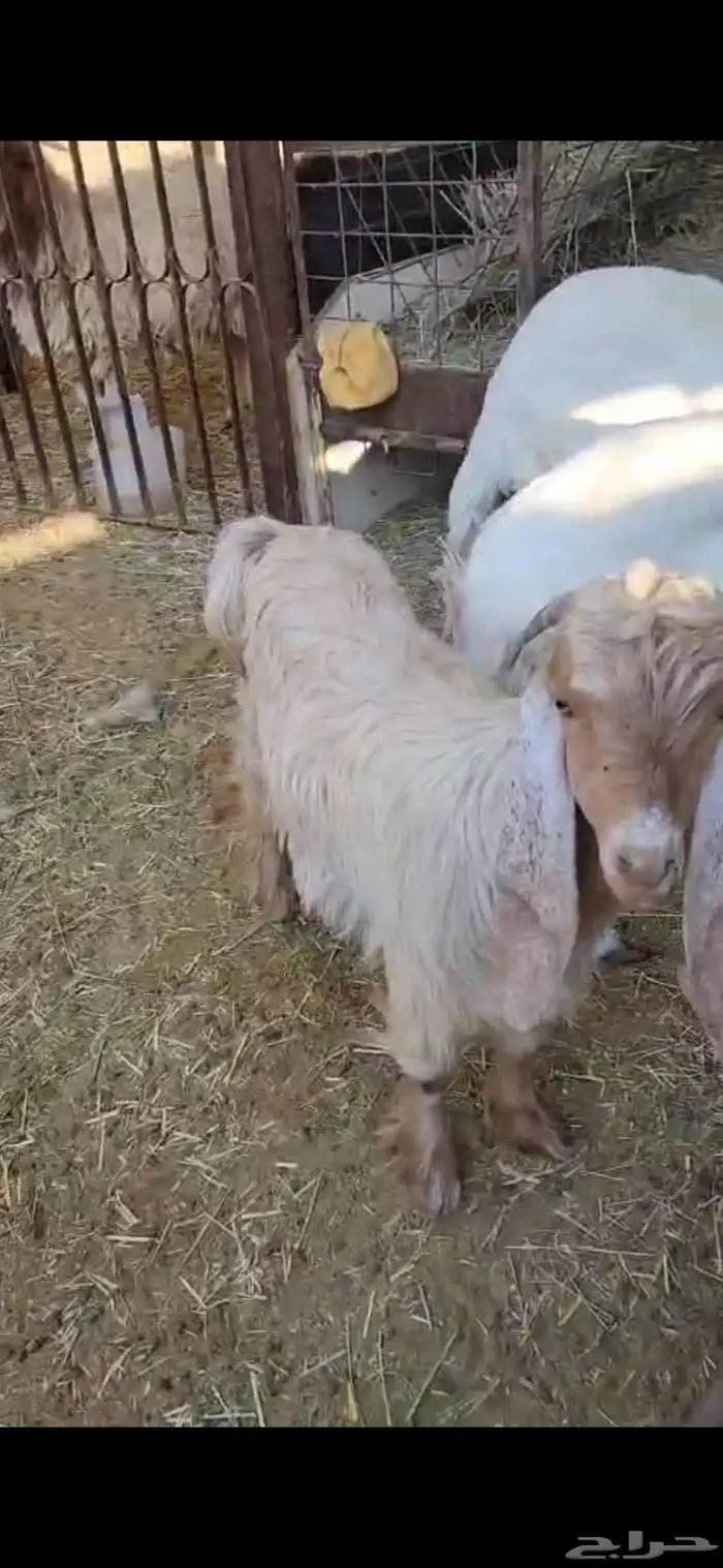 جفر ماعز عارضي شكر فل عمره فوق سته شهور يسن الفحل 5