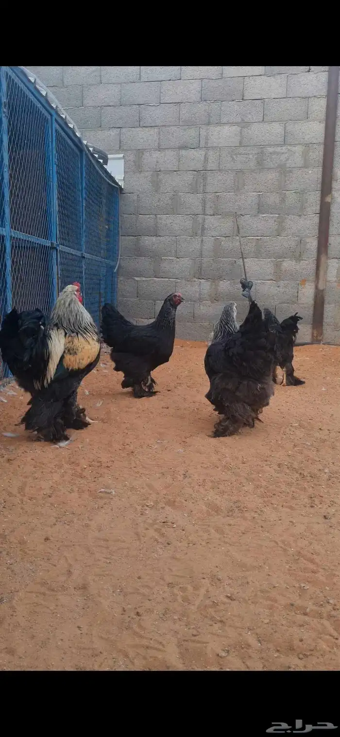 براهما 1