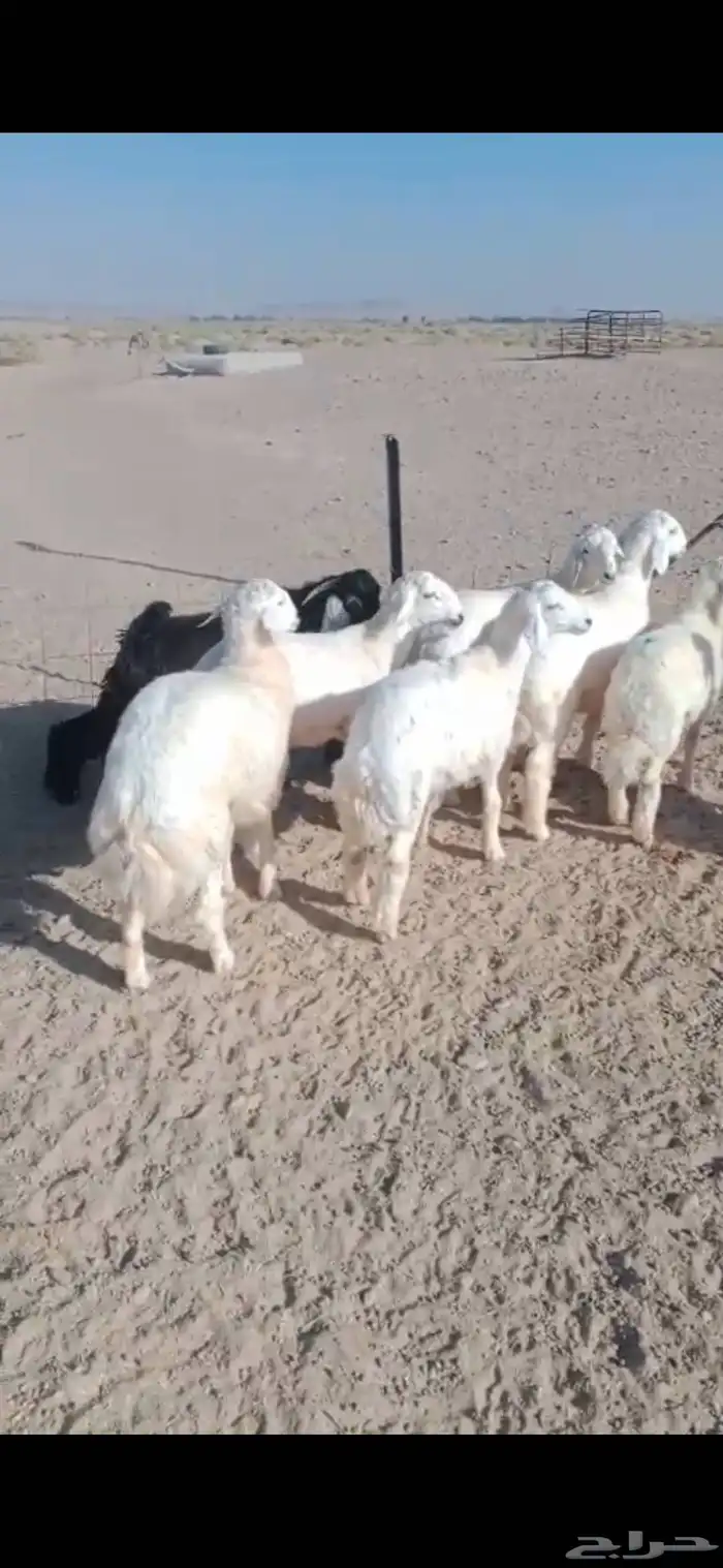 بهم حري العدد 6 الأعمار 5 شهور 0