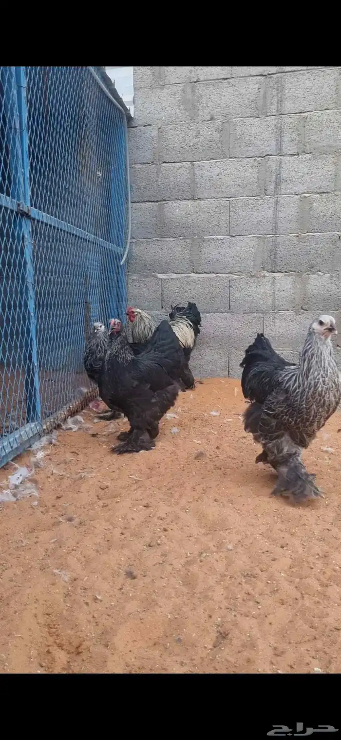 براهما 3