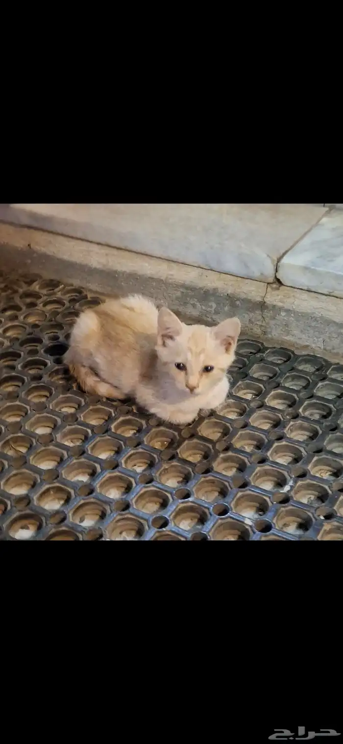 قطة صغيرة عمرها أقل من شهرين للتبني 0