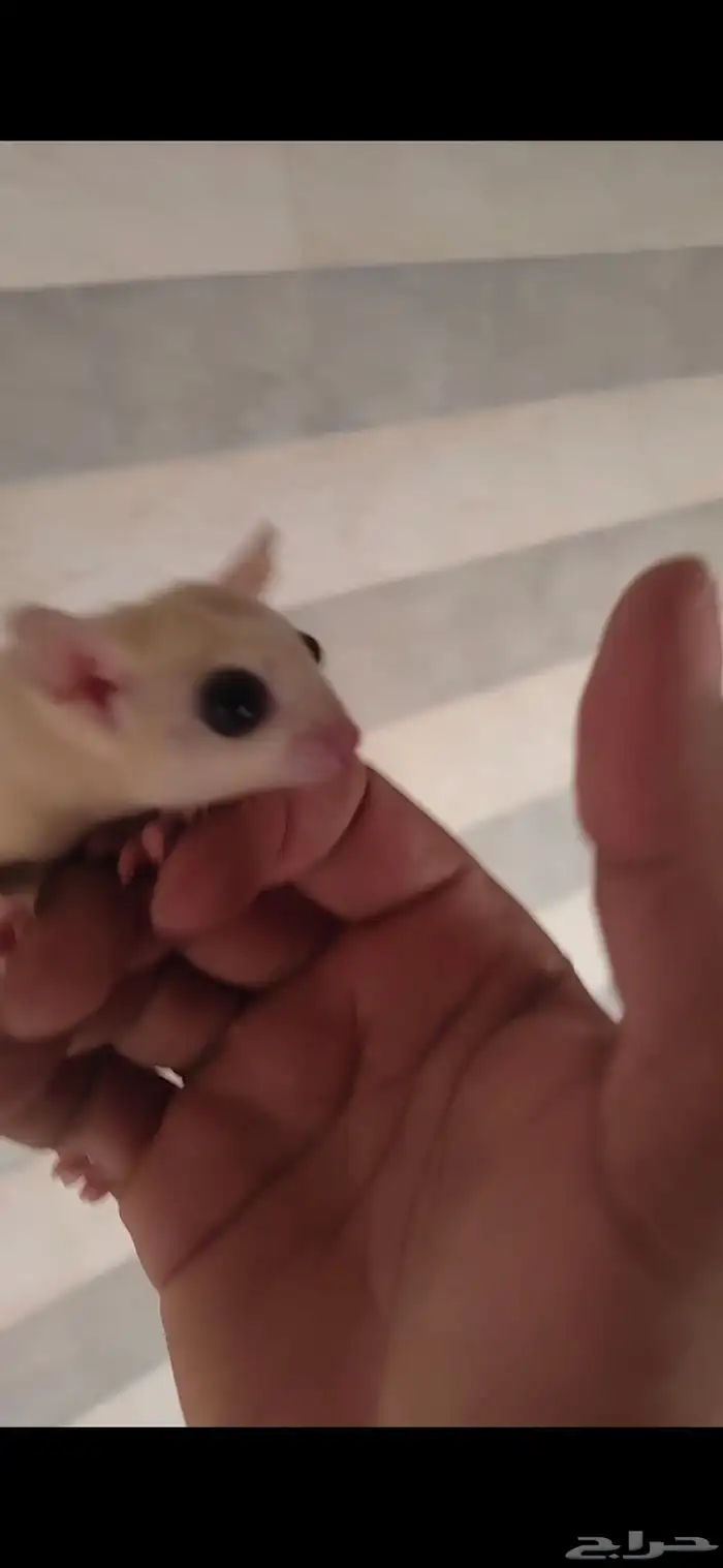 ااسنجاب الطائر 0