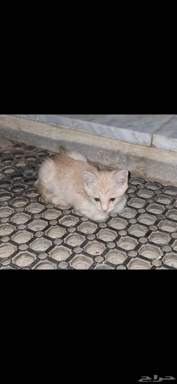 قطة صغيرة عمرها أقل من شهرين للتبني 1