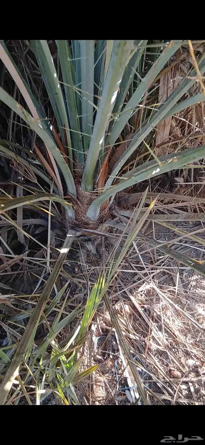 لدينا فسايل مصيفه فسايل مطلعه تمرها فيه 3