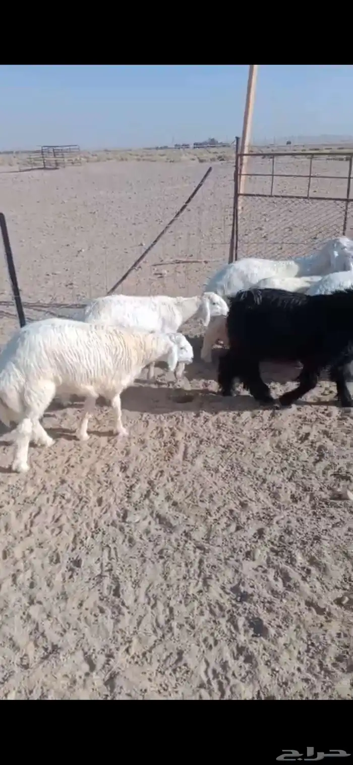 بهم حري العدد 6 الأعمار 5 شهور 1