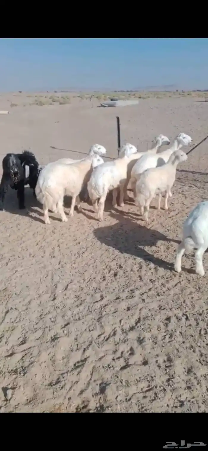 بهم حري العدد 6 الأعمار 5 شهور 3