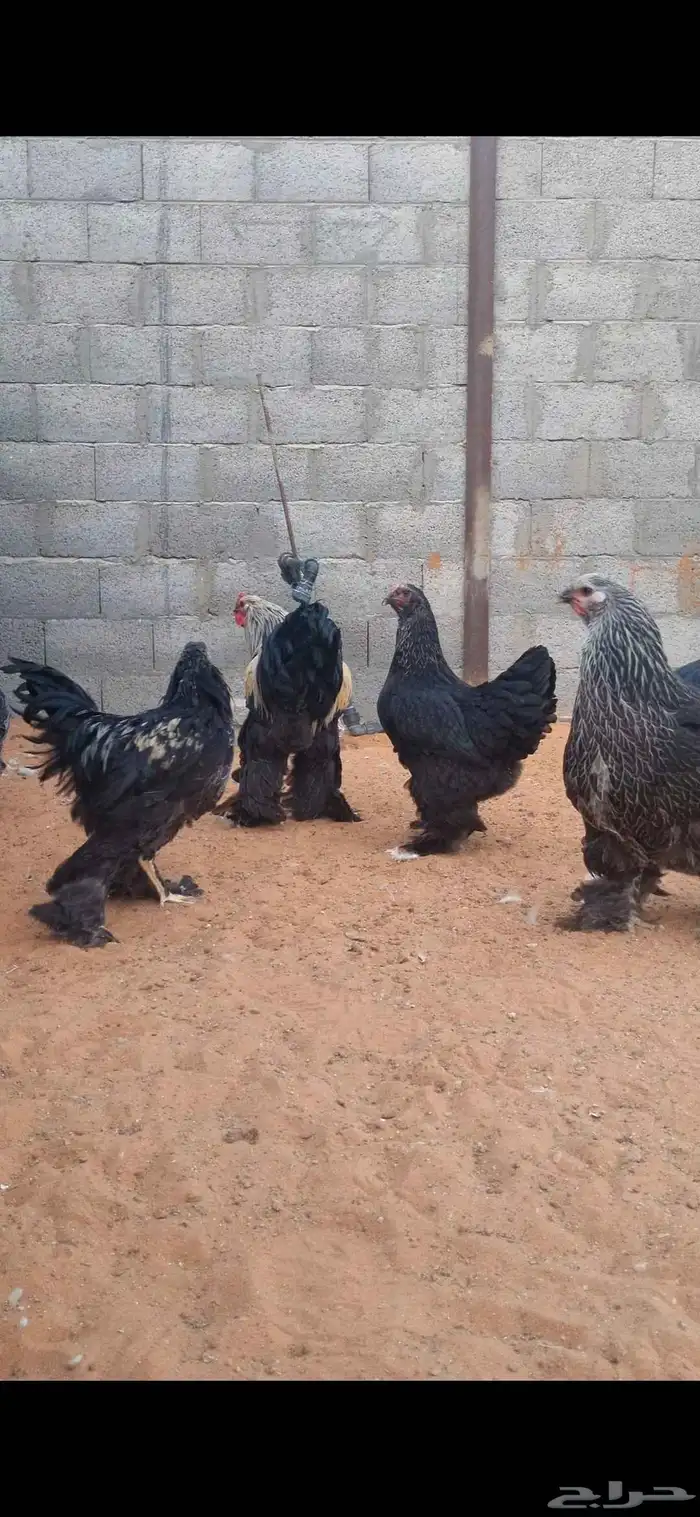 براهما 2
