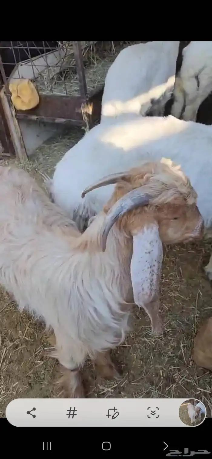 جفر ماعز عارضي شكر فل عمره فوق سته شهور يسن الفحل 2