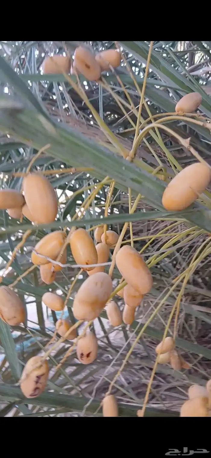 لدينا فسايل مصيفه فسايل مطلعه تمرها فيه 1