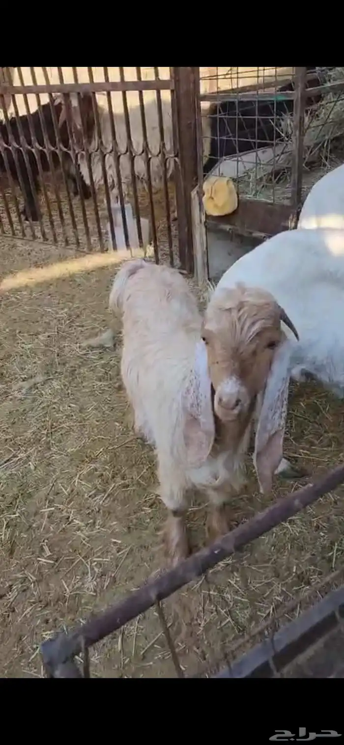 جفر ماعز عارضي شكر فل عمره فوق سته شهور يسن الفحل 4