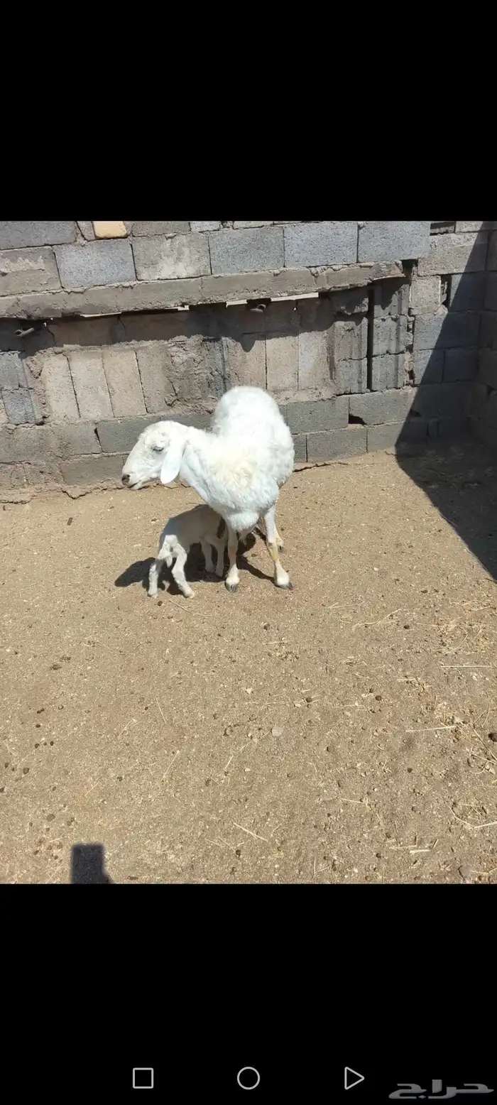للبيع شاه والد عليها خروف جرم وظهر وطرف شرط رايم وسليمه 0