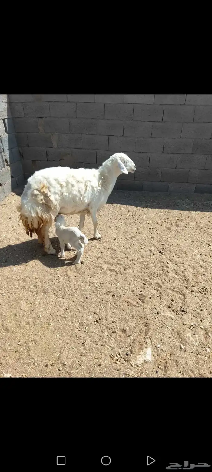 للبيع شاه والد عليها خروف جرم وظهر وطرف شرط رايم وسليمه 2