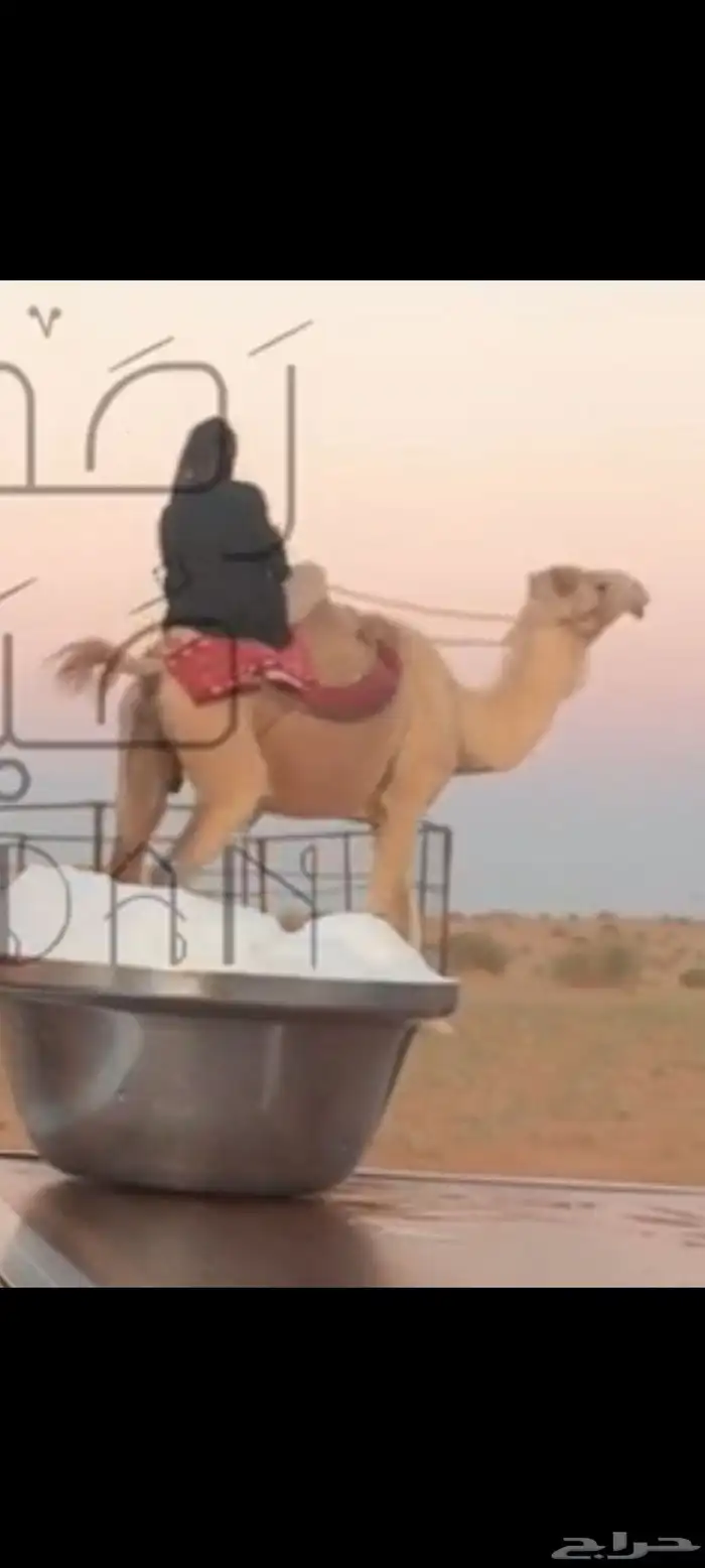 رحول للبيع 0