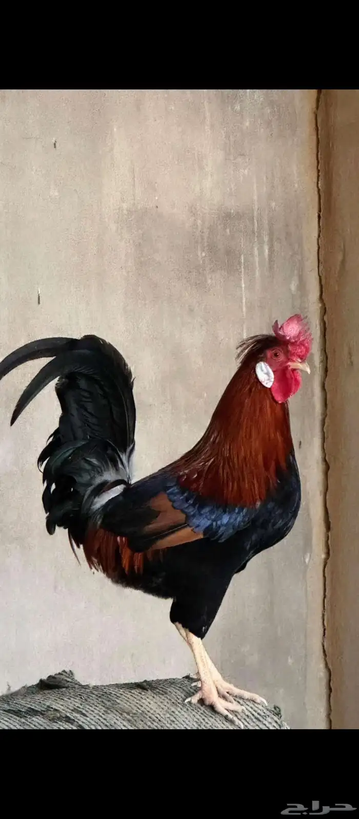 دجاج عربي 2