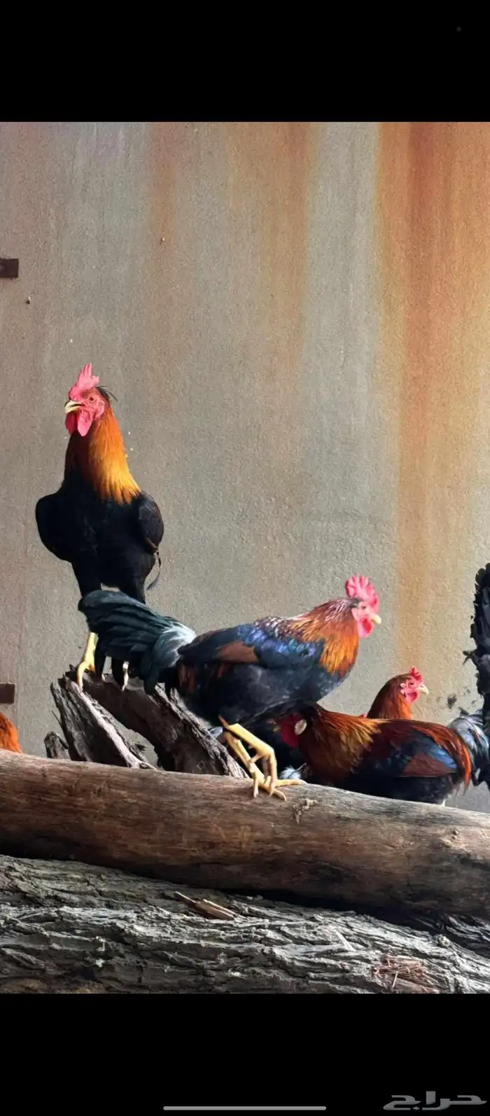 دجاج عربي 3