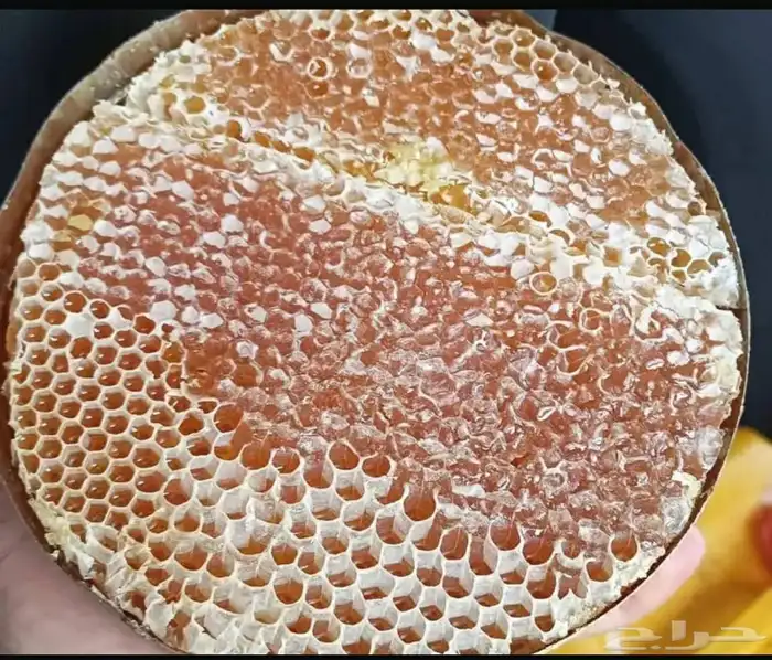 عسل سدر حضرمي 5