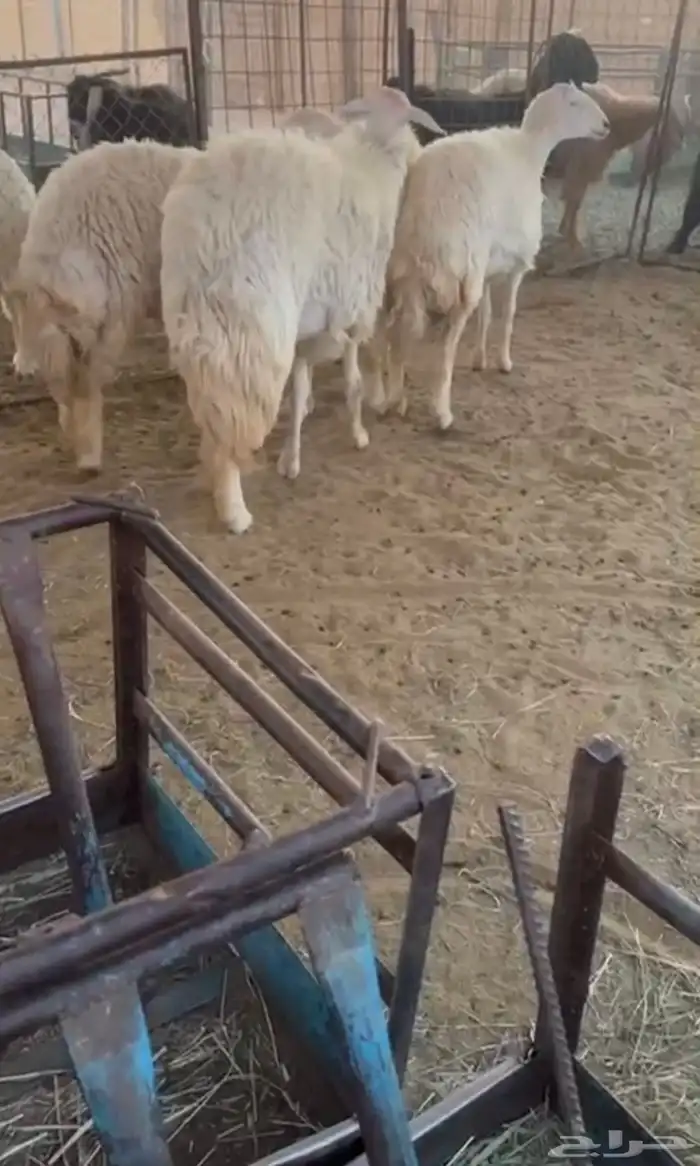 عرض بيع جذعات حريات دفيع 0