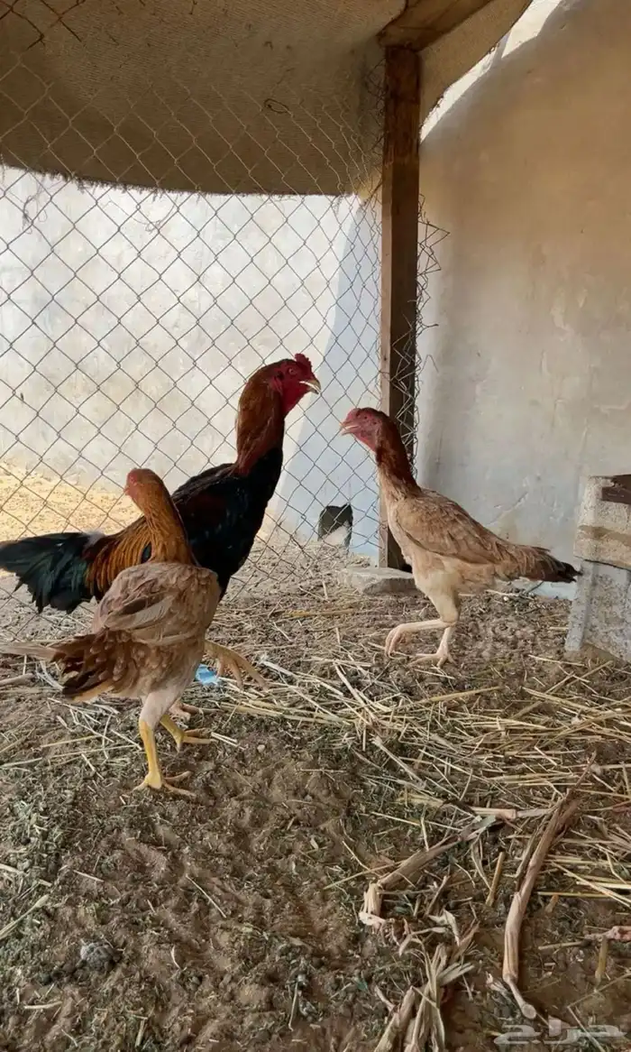 دجاج 2