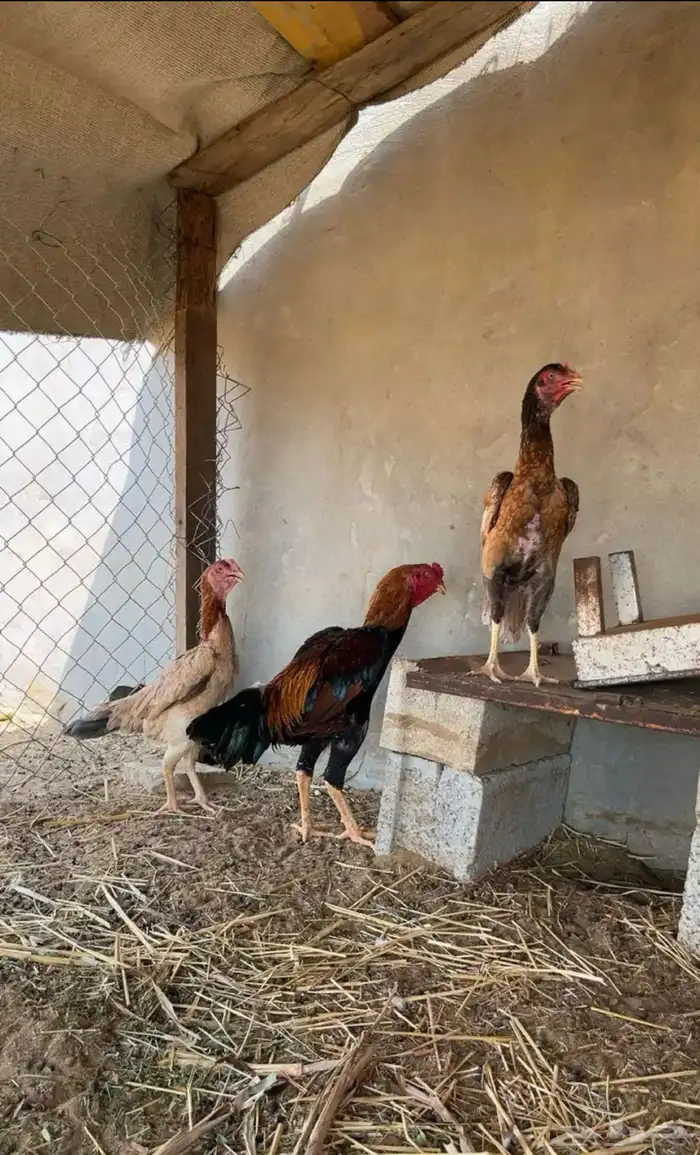 دجاج 1
