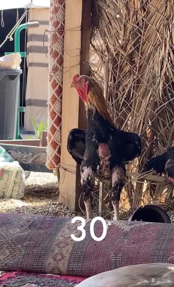 ديك للبيع 2