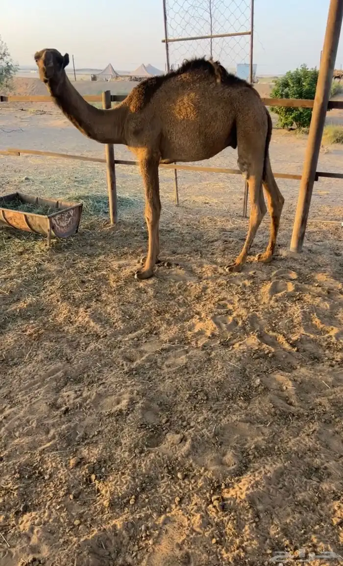 للبيع قعود العمر 8 شهور 0