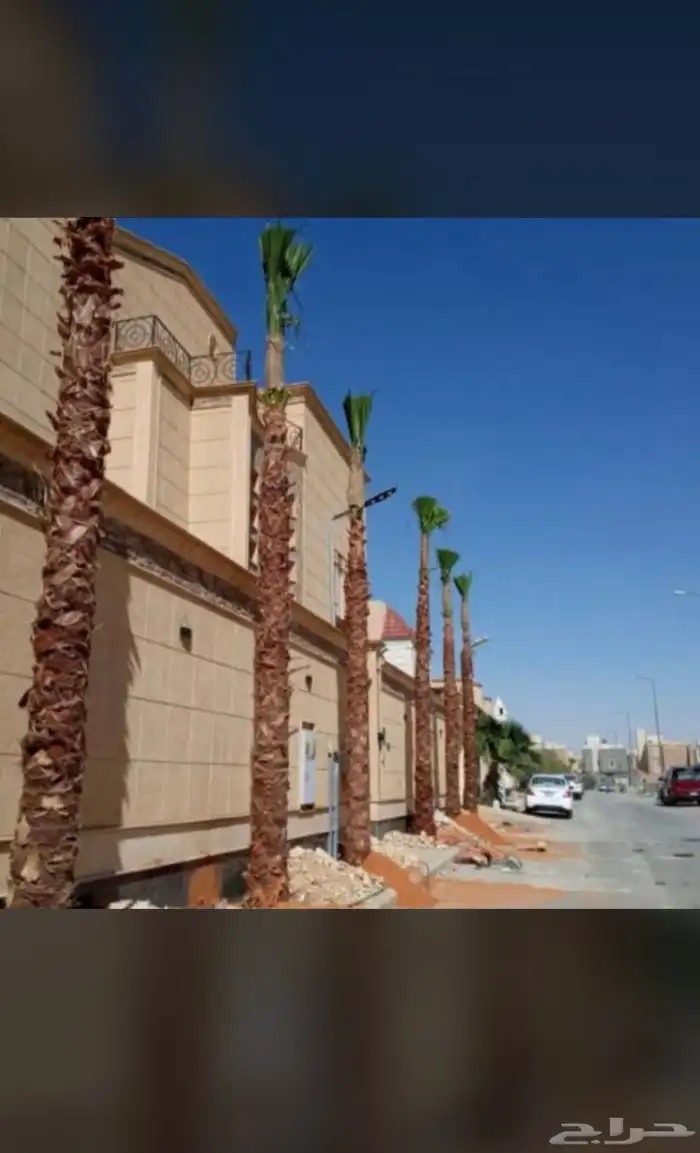 توريد نخيل وغرس 3