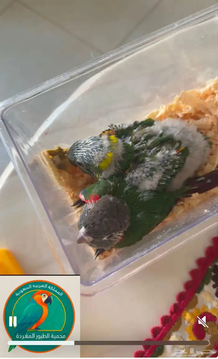 محمية الطيور المغردة 1