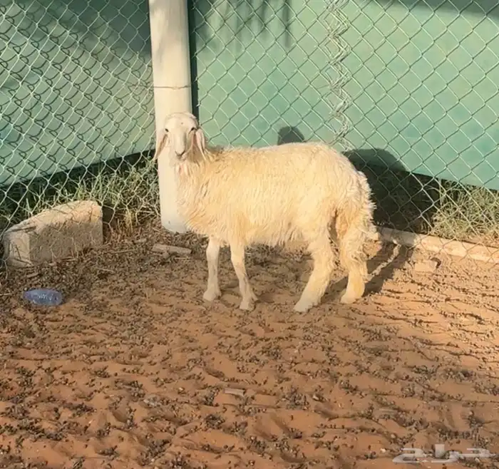 رخل حريه للبيع 0