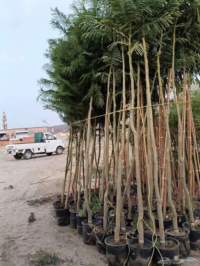 مشتل الجموم الجميع انواع اشجار با الجملة للزراعة مركن و كياس 3