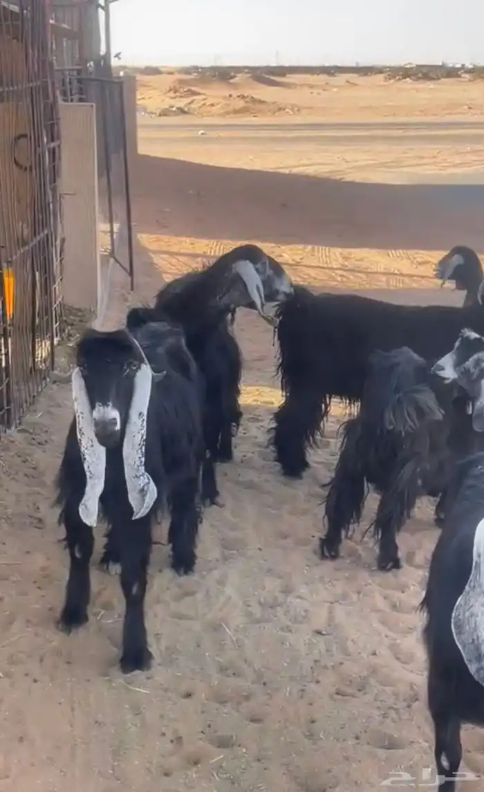 للبيع معزا رغايث 0