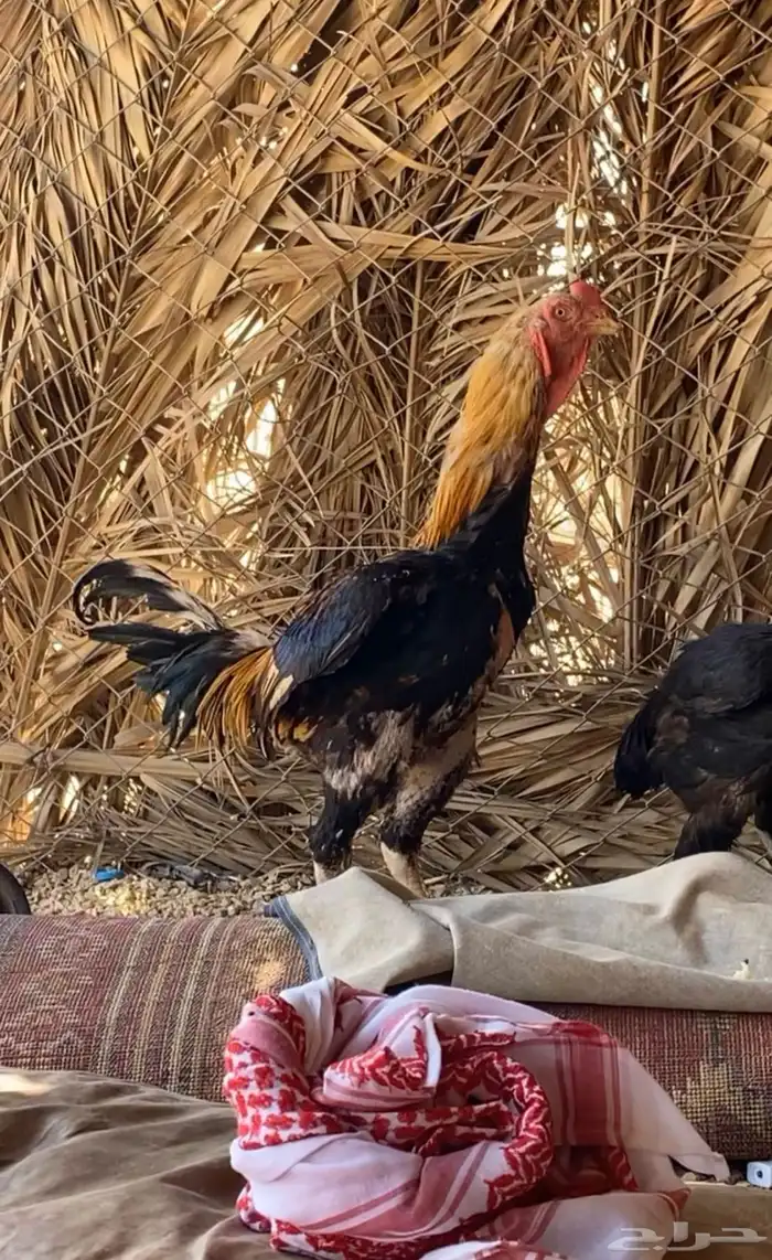 ديك للبيع 4