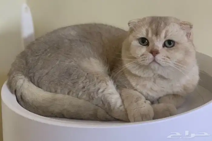 سكوتش فولد بيور 6