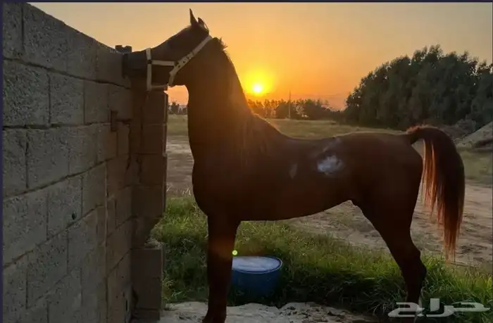 حصان عربي اصيل اوراق 3