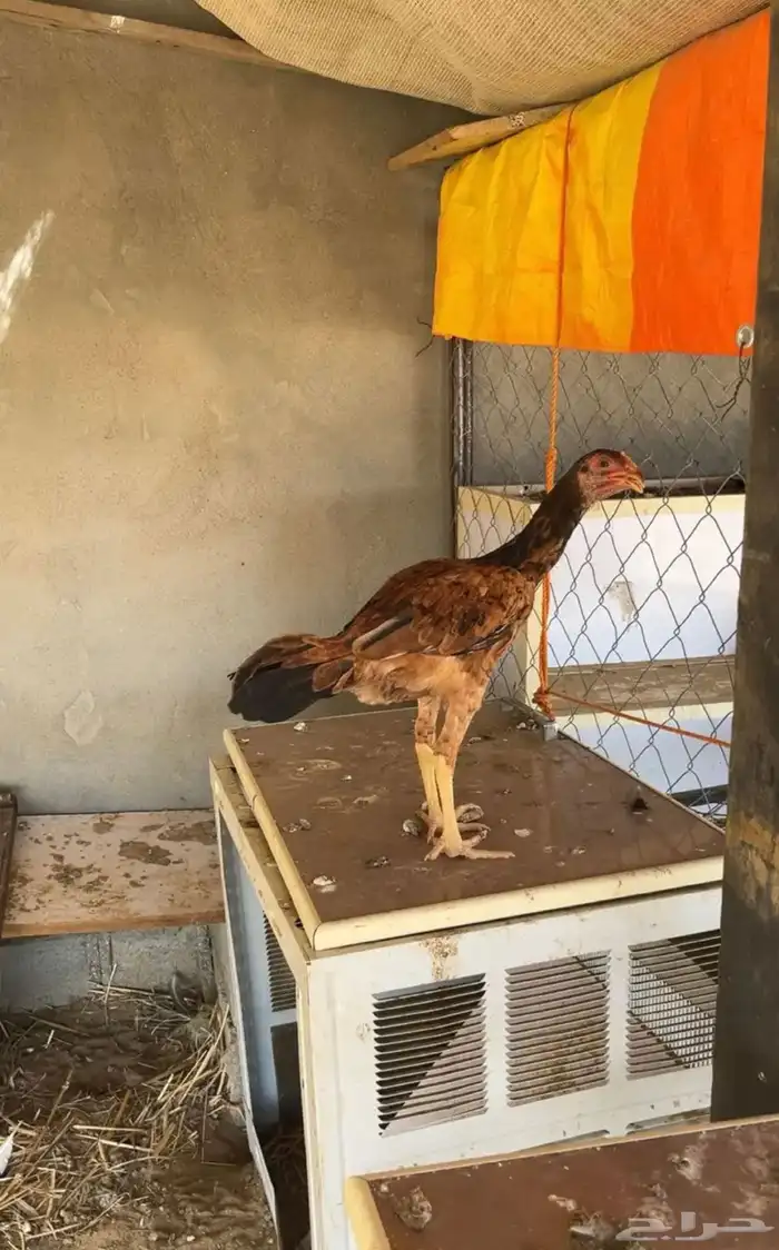 دجاج 5