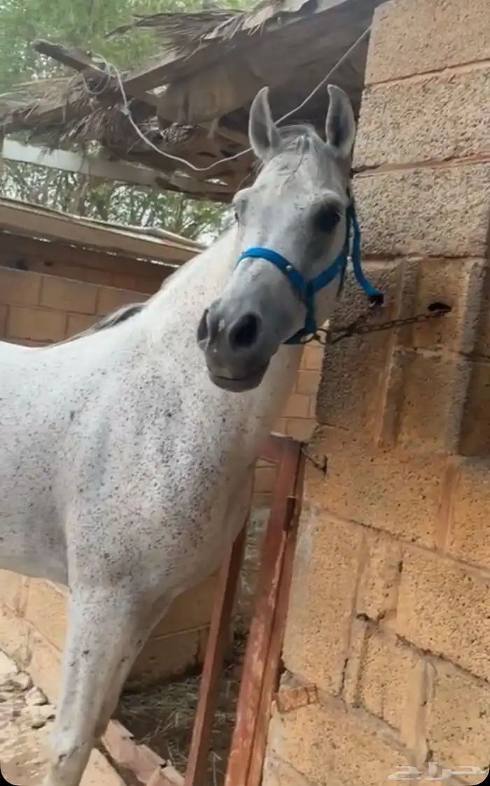 حصان فخم طرب حار 8
